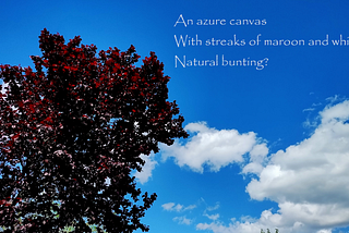The deep red leaves of a purple leaf plum stand out against a blue sky and white (and sort of gray) clouds.