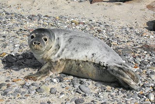 British Fairy Tales: The Seal Maiden