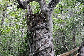 Metaverse Cartels and The Strangler Fig