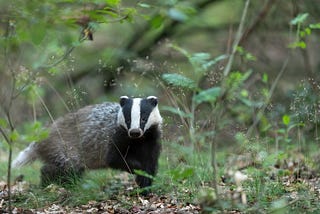 How an Unusual Story about a Badger Showcased the Value of Combining PR and Social Media