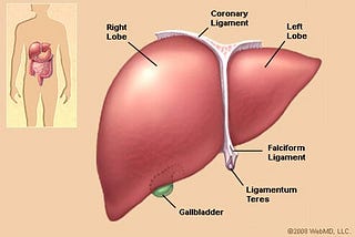 The Marvelous Human Body : Our Fantastic Liver