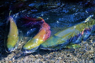 Three salmon in shallow water.