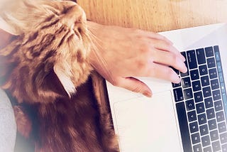 A photo from above of a cat on someone’s lap while they use a laptop