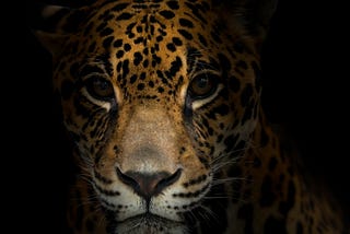 The Humbling Jaguar