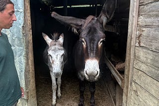 Small Farm in Riofreddo — Where Donkeys, Honey, and Hospitality Meet (Case Study 1)