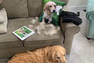 A couch strewn with dog fur, with a pillow picturing a golden retriever, a photo book of the retriever, and the retriever lying next to the couch.