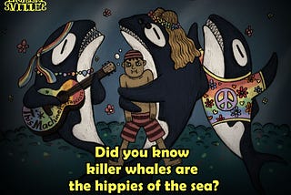 Did You Know Killer Whales Are The Hippies Of The Sea?