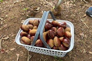 Digging sweet potatoes and picking chestnuts: How to enjoy autumn in Japan