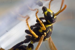 Wasps Are D**ks: The Revenge of the Wasp