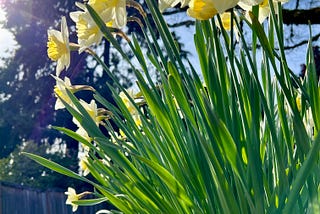 Photo of newly bloomed yellow and white daffodils, bathed in sunshine under blue skies