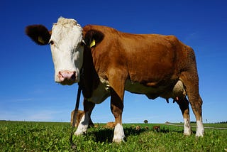 Don’t dismiss the data: How numbers show cattle are valuable to our diets and the environment