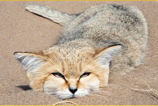 We all know about wild cats such as lions, tigers, cougars, leopards and even jaguars, but there’s…