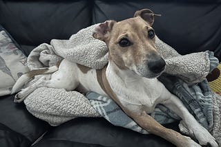 Small tan and white dog, lounging in a light-coloured blanket on a dark sofa, with a cushion and toy in the surroundings. The dog looks relaxed, with one ear folded over.