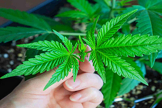 Metoda ”Topping” la plante autoflowering