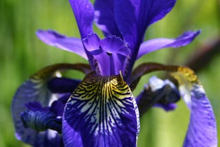 Iris Species Classification using Machine Learning