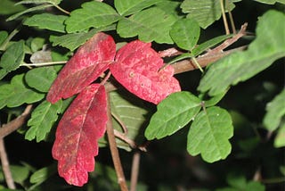 Cccclose-up of red and green poison oak leaves in October