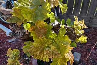 Grapevine in later spring with more leaves