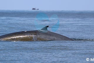 Sounds fishy! Are there really marine mammals in Malaysia?