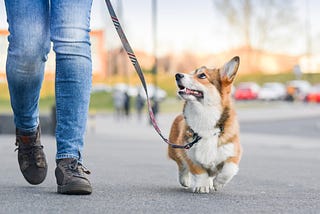 Dog Training 101: What is the AKC Canine Good Citizen Program?