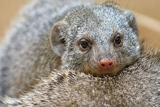 Mongoose Safari Tours