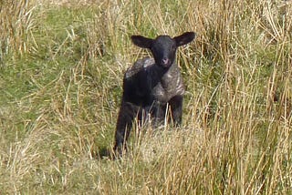 The Spotless Lamb