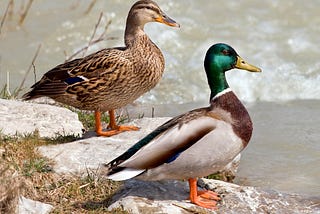 Sexual Selection & Why Animals Choose Colorful Mates