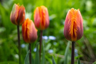 Fresh tulips in the garden