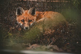 A red fox cowers behind deadened foliage, peering straight into the camera’s lens.
