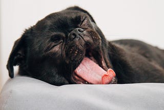 How to find the perfect bed your dog will love to sleep on