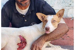 Brutal Attacker Sliced Apart Pregnant Dog’s Stomach with Razor-Sharp Blade