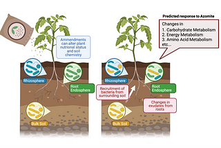 Micronutrients from volcanic ash influence the tomato root microbiome and fruit production