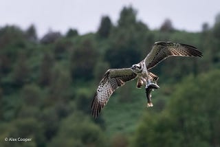 Life Lessons From an Incompetent Osprey