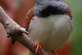 I love Birds 🕊️🐦 very Much 💕