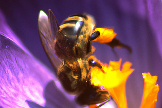 A bee landing on a flower’s petal