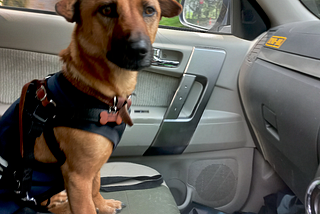 The 3 Hardest Things in 18 Days Becoming Nomad with My Dog