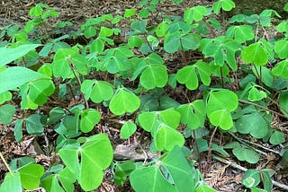 Plant Life, Form, and Protection