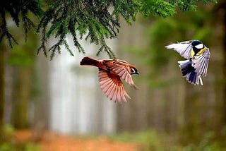 10 Most Beautiful Small Birds Around The World