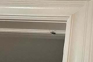 A large beetle crawling on a door jamb