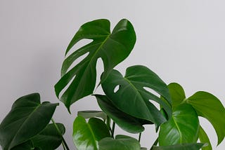Monstera: the best for that cafe-feel
