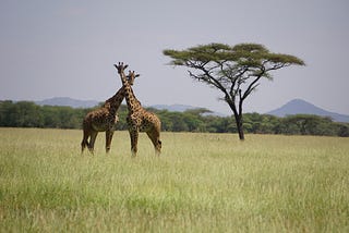 A COMPLETE GUIDE TO KENYA SAFARIS