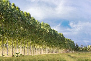 The Top 5 Trees for Creating Natural Windbreaks