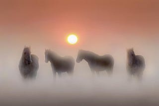 Four horses silhouetted in the mist