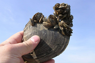 Zebra mussels attached to a native species of clam being held up for a photo by a human.