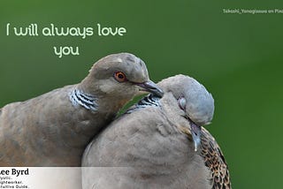 Two bird, one appears to be kissing the other. Photo caption reads: I will always love you. Image by Takashi Yanagisawa on Pixabay