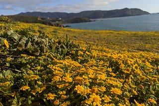 California super bloom in the SF Bay Area