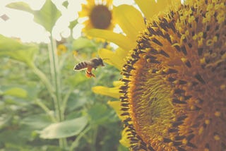 Sowing Seeds, Remembering Our Roots