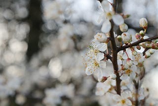 A close up of white blackthorn blossom in full bloom.