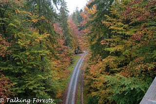 Treetop Walkway in Bavarian National Forest