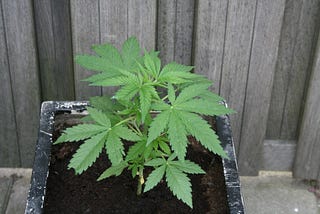 What Soil Should You Use for Growing Autoflower Seeds?