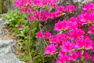 Jintalle: The Iconic Korean Azalea Flower That Signals the Arrival of Spring